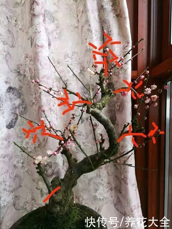 3月是给花剃头的好时机，现在狠心剪，下月就开花