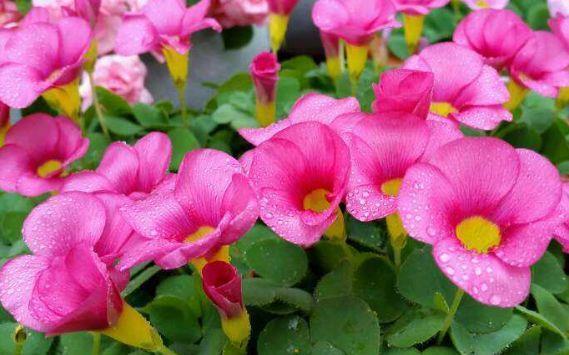 颜值超高的几款花卉,一年四季花开不停,给点阳台就灿烂