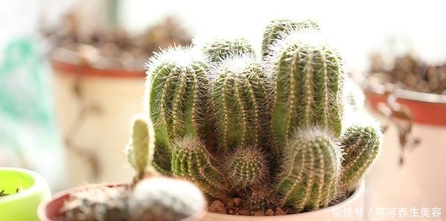 仙人球不开花,学会这样养,满头都是花!