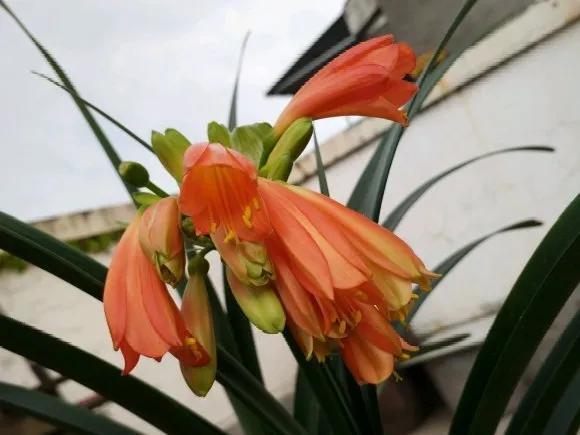 休眠期开花,剪掉才能活,需要一些养护技巧,才能保证安全度夏