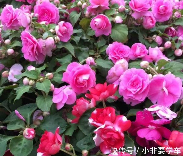 四季开花的花,我建议你养这1种,开花多多,比玫瑰和茶花都漂亮!