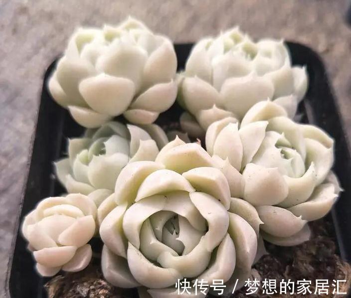 简单易明的4个方法,让新养多肉能够快速服盆