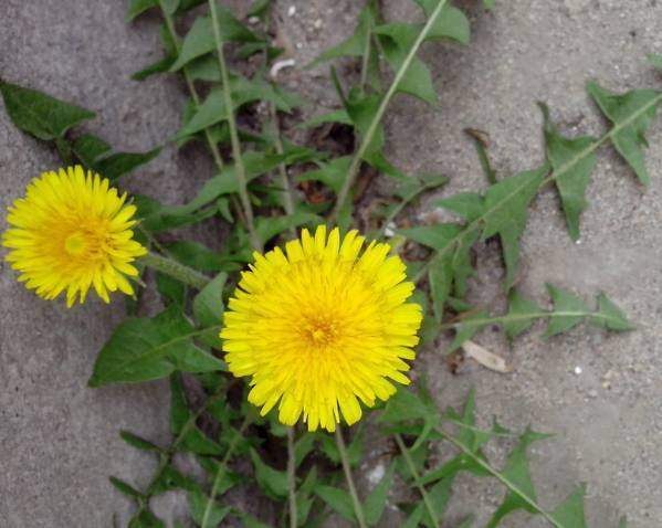 麻辣油|蒲公英是最好的“排毒草”,2种吃法最养人,快告诉家里人!