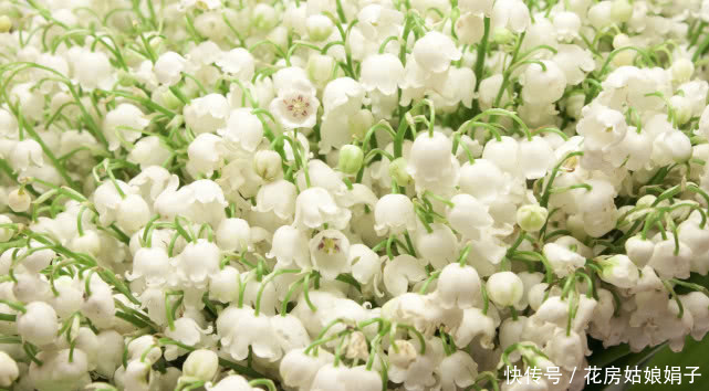 有种名贵的植物,植株可入药,花朵可提取精油,养护却很简单