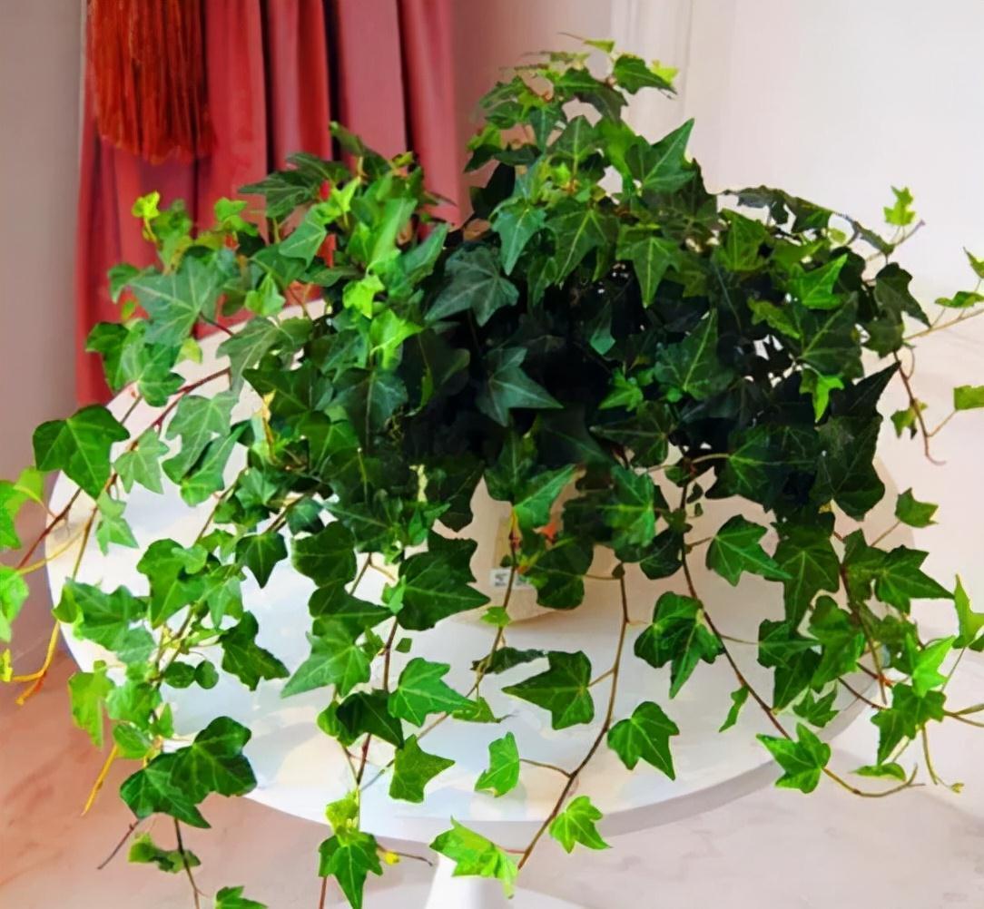 虎皮兰|公认的“五种健康花”,建议至少养一盆,又美又实用