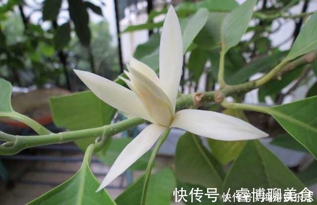 施肥|这花比茉莉还好闻,家里养一盆,花一开就是大半年!