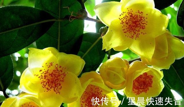 黄金|金茶花被誉为“植物黄金”，金黄花瓣，营养丰富，观赏性极高！
