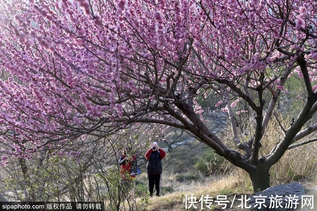 写真|提前收藏！京城早春赏花地图第一波，下个月就出发~