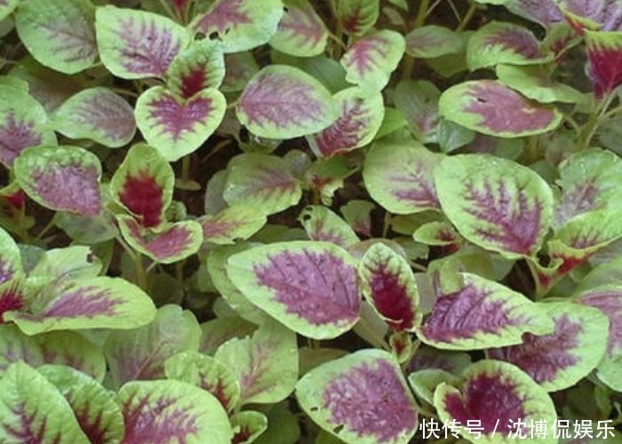 苋菜可以种到阳台上看看别人都是怎么种的，收割一茬又一茬！