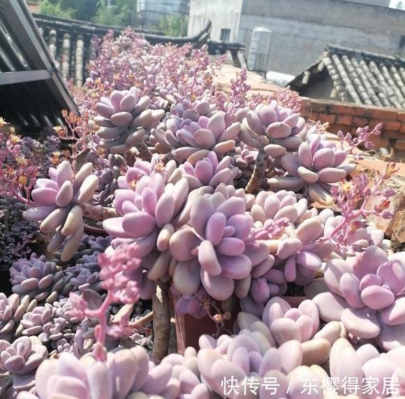 夏天|多肉桃蛋养得好,全在夏天,小盆栽种,全日照,控水养,效果好阿