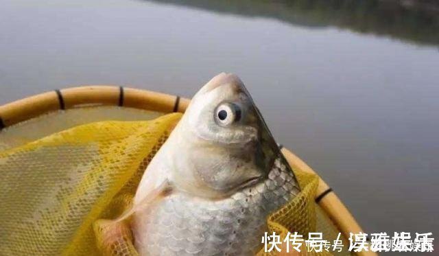钓饵|这东西常人难以接受,却是很不错的钓鱼饵料,钓鲫鱼鲤鱼效果绝佳