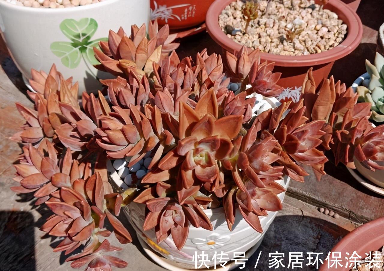 花友|养多肉3年顺风顺水,多亏选了6种大普货,现在全是大老桩