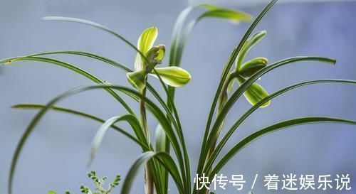 兰花不好养，给它喂点这个，根肥叶茂花开不断！