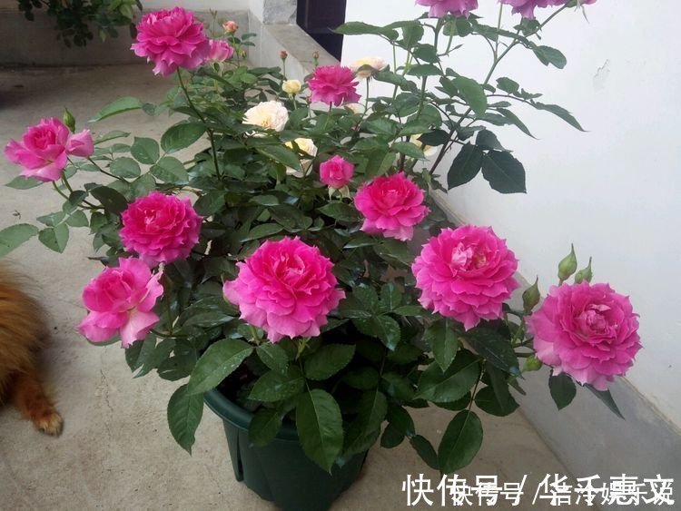 玫瑰海棠玫瑰海棠|家养4种旺运花，吉祥又喜庆，开花红红火火，旺财又旺运！