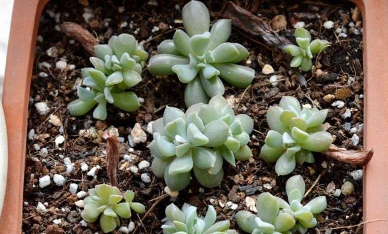 新人|推荐新人养多肉特玉莲,爆盆易,扦插育苗便利,长得有特色