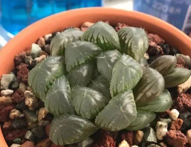 拿它一捂，长寿蟹爪兰嗖嗖冒花苞，多肉呼呼胖三圈