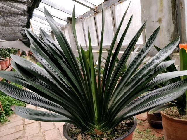 生根|白糖在养君子兰上好处多,根旺叶绿油,开花爆盆不夹箭,知道太晚