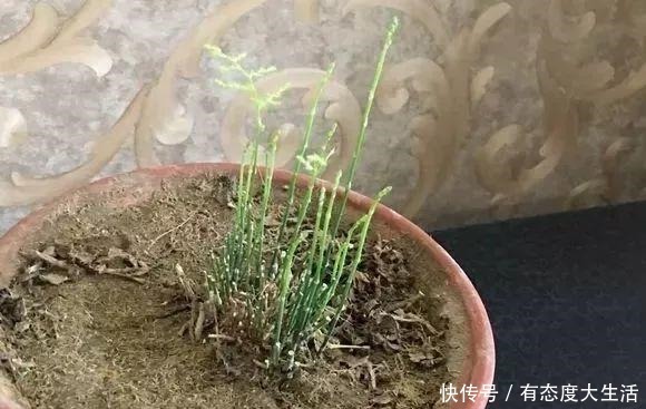 文竹“别乱放”,养家里这“3个地方”,叶子翠绿,笋芽嗖嗖冒!