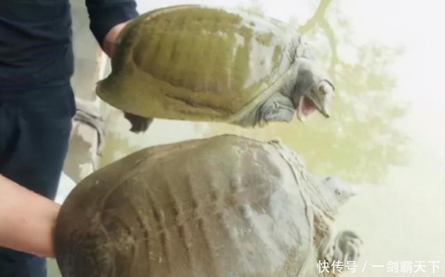 野生甲鱼难找不难钓，学会这两招，一找一个准