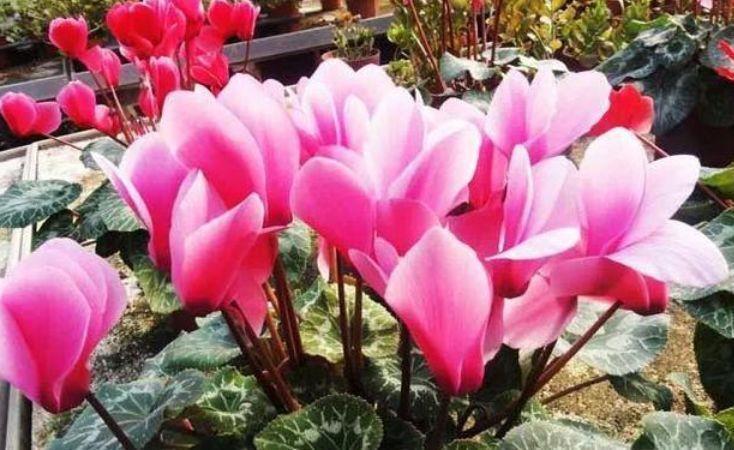 家里几款花卉,便宜又好养,花开香飘溢满屋,阳台变成小花园