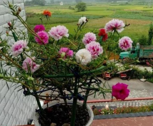 此花一开就是365天，便宜好养又好看，沾土就活，不会养花就养它