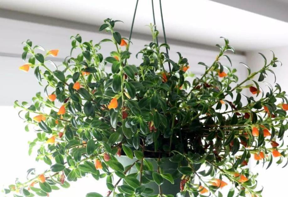 美极了|这款吊兰的花朵形似金鱼,风一吹,游来游去,美极了!