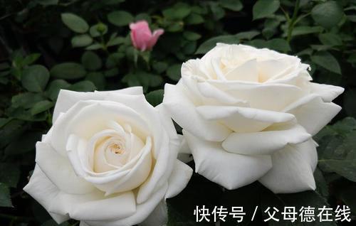 养花试试这几款,花朵灿烂美丽,优雅多彩