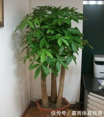 花卉|养花不能太勤快,这些懒人花,小盆种少浇水,越长越美!