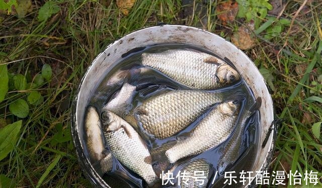 传统|深冬想要钓好鱼,千万别迷信台钓商品饵,传统虫饵才是王者!