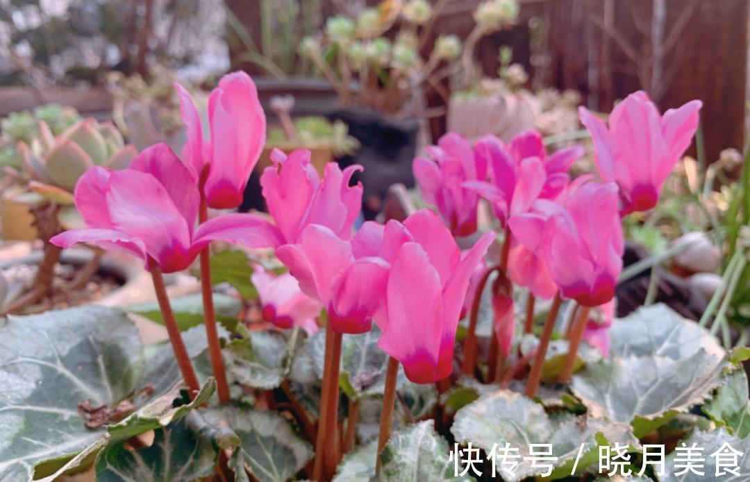 浇水|15种常见花,冬天浇水有讲究,小心越浇花越死