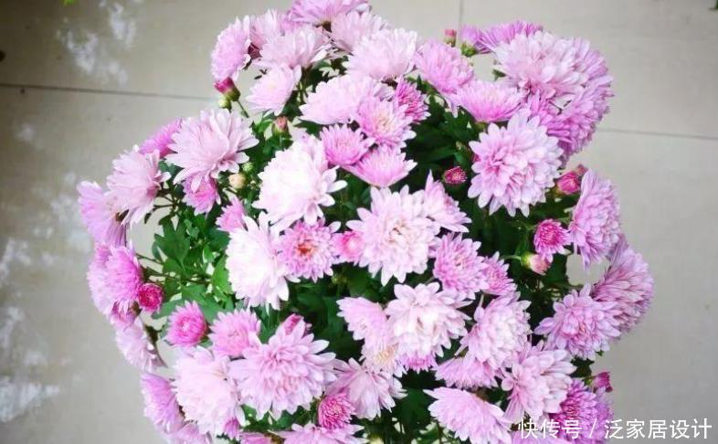 花朵|夏季养夏菊，打理简单，植株抗晒喜旱，天热花开不断