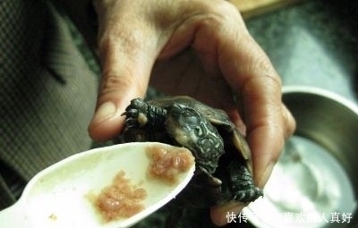 【金龟日记】认准这几种绿植,龟龟的美味菜肴