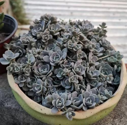 多肉狠心剃个头，呼呼长满小肉芽，20天就爆盆