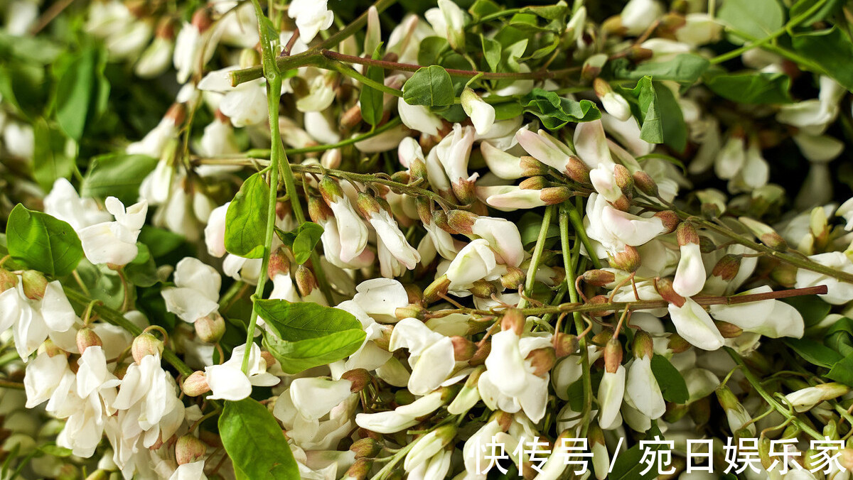 槐花|槐花颜色不同区别大，教你正确的挑选方法，学会不要乱吃了