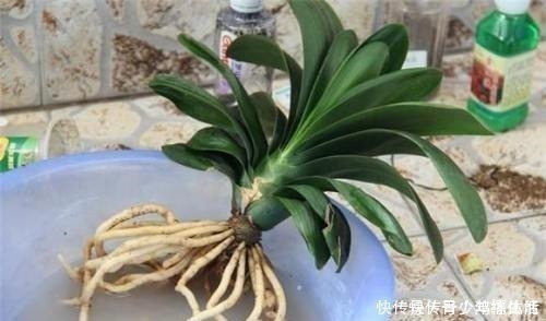 养君子兰,“深盆”好,还是“浅盆”好选错了,不长叶,难开花!