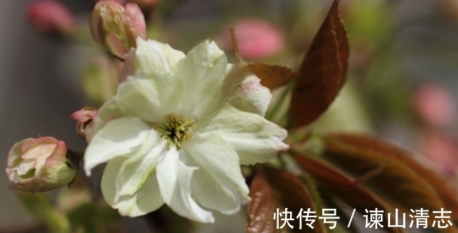 一般人都不告诉,立春过后多养吉祥花,富贵平安,酱香四溢还开胃