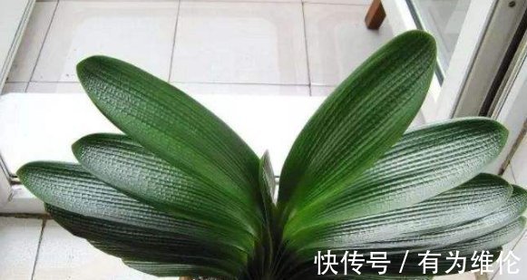 养花“高手”教你“3招”，让君子兰叶片侧看一条线，正看大扇面