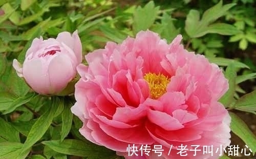 此花是中国花“花王”，花多多姿多彩，也是中国十大名花之一