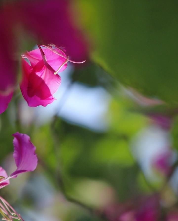  寂静|紫荆花寂静开在枝头