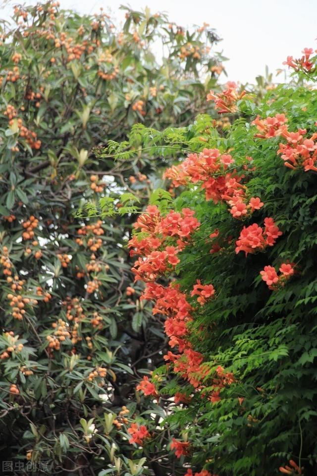 好好的院子,被一棵“霸道”的凌霄花给毁了