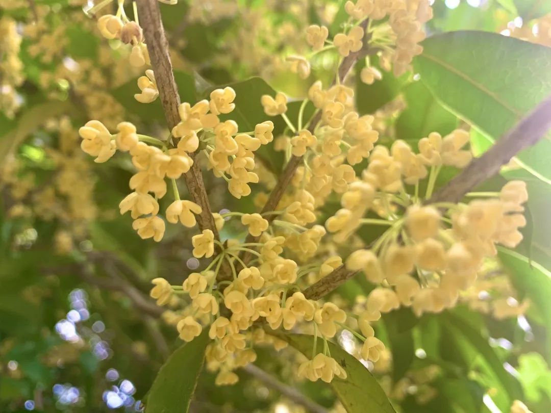 丛桂|虽迟但到！良渚古城的第一缕桂花香来了