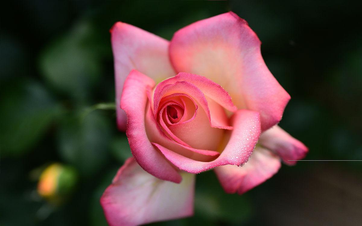 喜欢月季花不用买，学会简单易活的扦插方法，扦插一棵活一棵