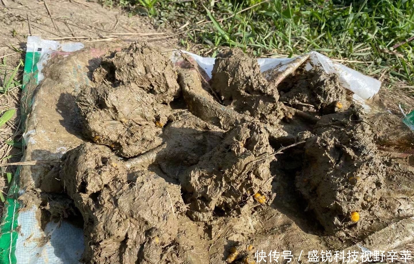 钓鱼不打窝,钓得也不多!5种打窝方法,让每一粒粮食都能诱鱼!