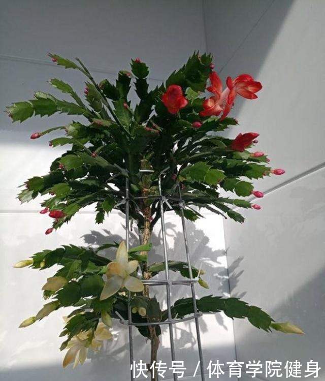 3种“便宜花”这样养一养,一年变“老桩”,开花千朵还“镇宅”!