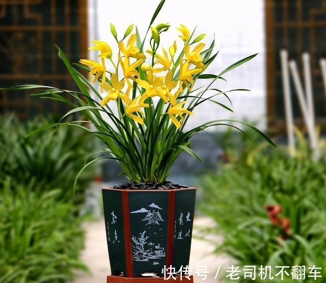 这款兰花,通体金黄耀眼,香味浓郁持久,比绿萝还好养,适合新手