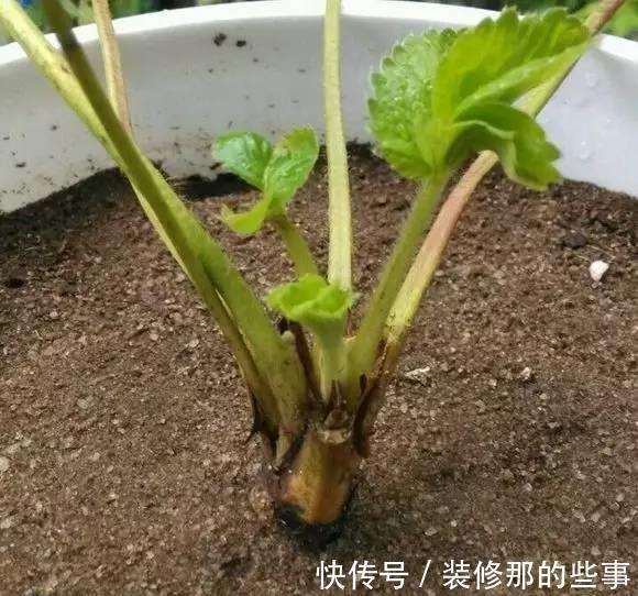 番茄|小苏打也能用来养花，效果那叫一个杠杠的好