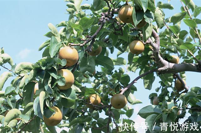 农夫&故事:农夫卖梨,道士讨要一个,农夫坚持不肯给