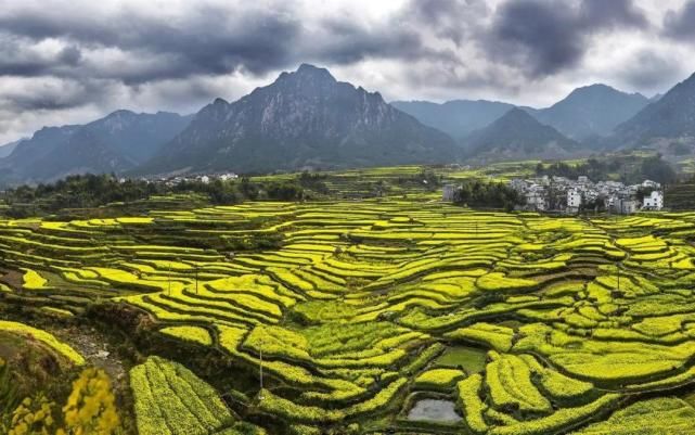 花季未了，＂黄色＂全汇总：从皖南到新疆，看那漫山遍野的油菜花