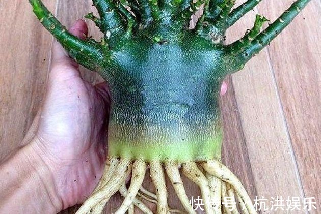 沙漠玫瑰“烂茎”不要放弃，掌握救治技巧，让它长出“八爪根”