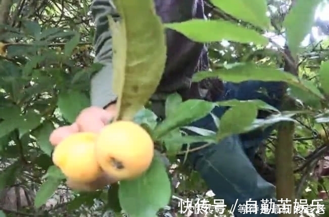 采摘|小伙冒险爬上高高的大树,只为了摘一种金黄色的果子,大伙都吃过